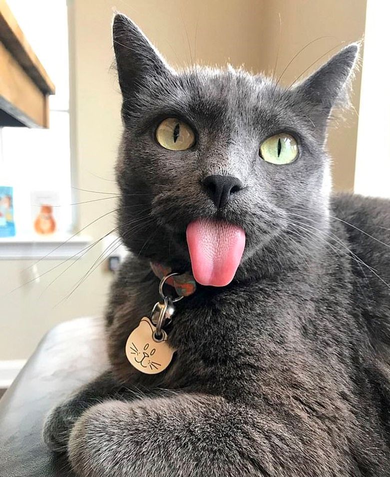 Illustration de l'article : Un chat est condamné à tirer la langue continuellement en raison d’une déformation de la mâchoire